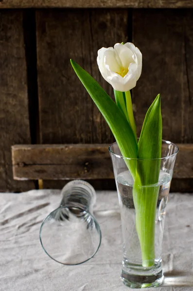 Witte tulip in glazen vaas — Stockfoto