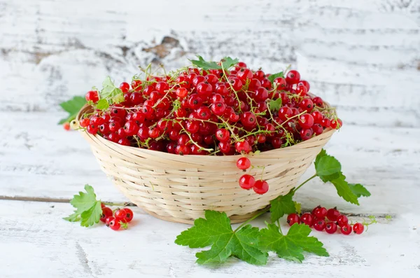 Fresh red currants in a bowl — Stock Photo, Image