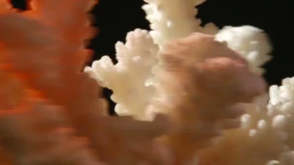Морские кораллы — стоковое видео