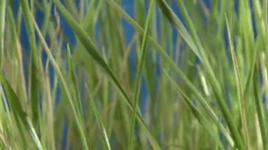 yeşil çimen, mavi geri