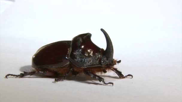 Rhinoceros beetle, — Stock Video