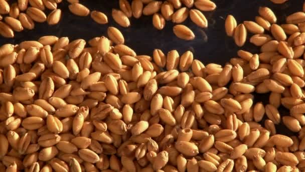 Світ пшениці — стокове відео