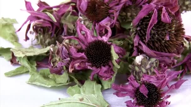 Echinacea dried flowers, tea — Stock Video