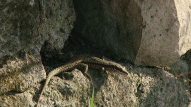 Kayadaki kertenkele