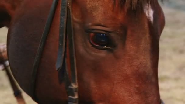 Pferd, Kopf — Stockvideo