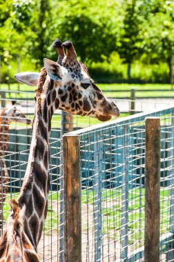 Bir zürafa boyun yakın çekim