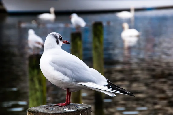 Gaviota Lake windermere, Cumbria, Reino Unido — Foto de Stock