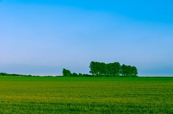 Campo verde e árvores e céu azul em um dia de primavera — Fotografia de Stock