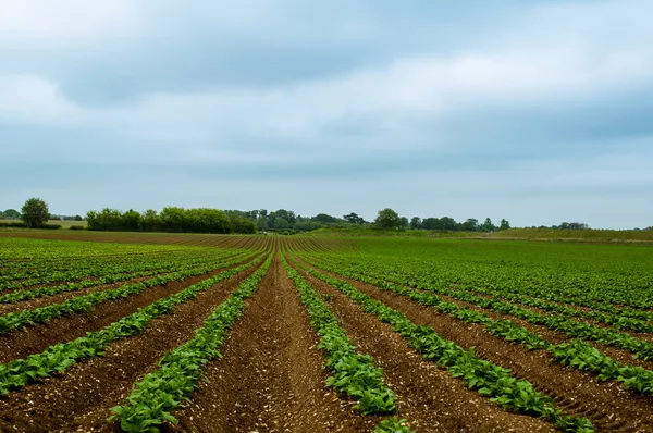 Fazolové pole s řádky zelené fazolky rostoucí v bohaté zemi hnědá — Stock fotografie