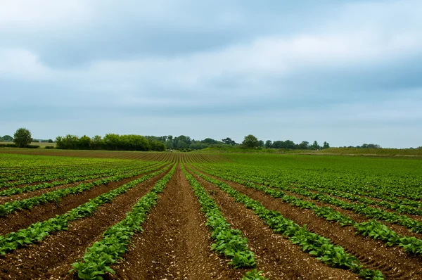 Fazolové pole s řádky zelené fazolky rostoucí v bohaté zemi hnědá Royalty Free Stock Obrázky