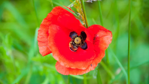 Close up of a poppy plant — Stock Photo, Image