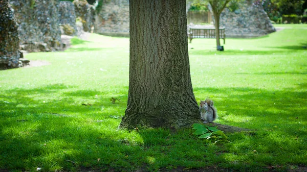 Esquilo debaixo de uma árvore, Bury St edmunds, Abbey Gardens, Reino Unido — Fotografia de Stock