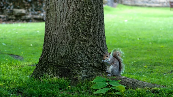 Squirrel in Abbey Garden, Bury St Edmunds, UK — Stock Photo, Image