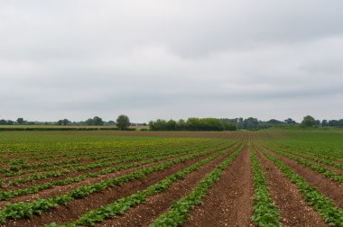 Rows of beans planted in field, Rural, Suffolk, England, UK clipart