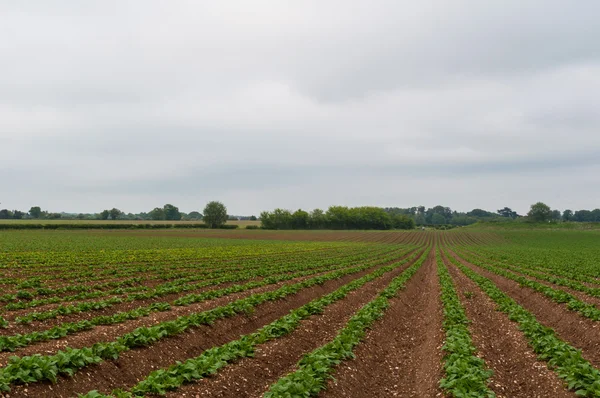 Filas de frijoles plantados en el campo, Rural, Suffolk, Inglaterra, Reino Unido — Foto de Stock