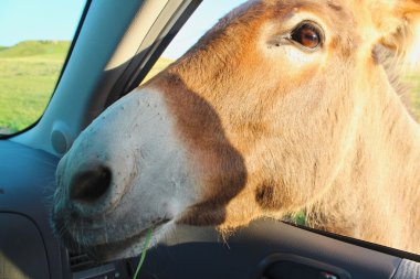 araç penceresinde yuva