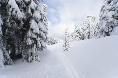 taze karla kaplı manzara
