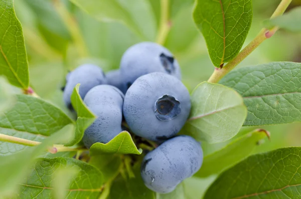 Blaubeere — Stockfoto