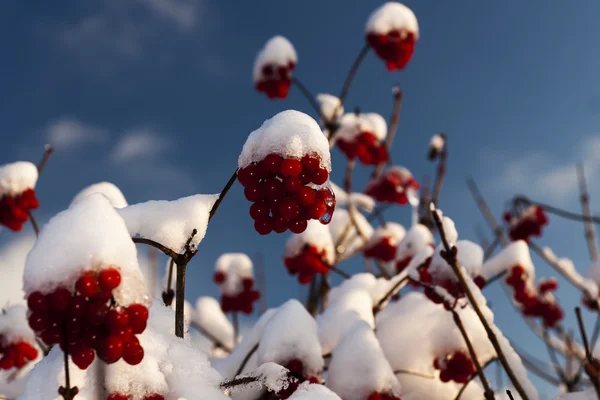 First snow — Stock Photo, Image