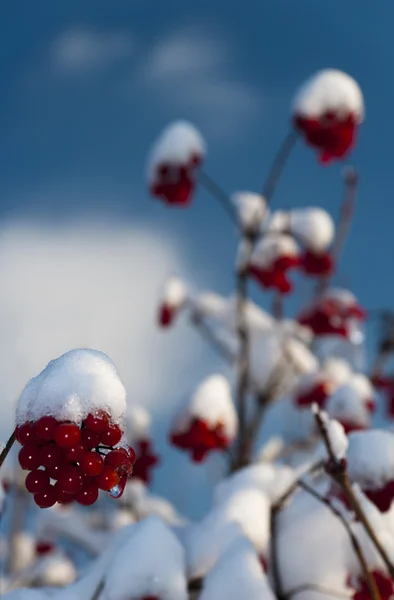 Primeira neve — Fotografia de Stock