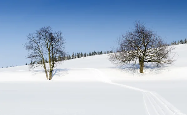 ağaçları kış manzara mavi gökyüzü ile