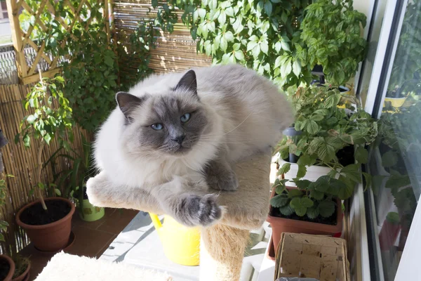 güzel kedi rahatlatıcı