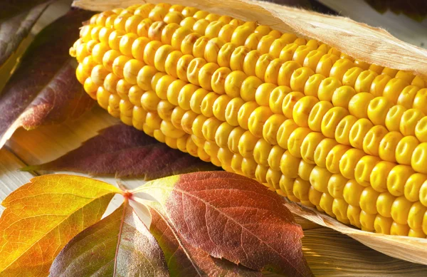 mısır mısır koçanı