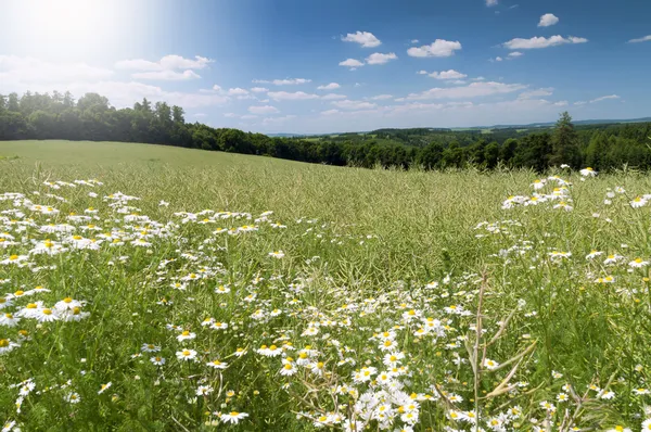 mavi gökyüzünün altında yaz çayır