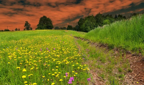 Bahar çayır üzerinde alacakaranlıkta — Stok fotoğraf
