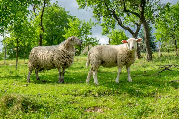 Két birka a legelőn — Stock Fotó