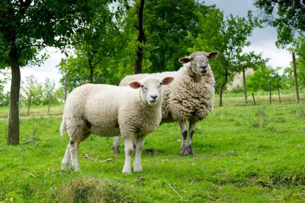 牧草地に2頭の羊 — ストック写真