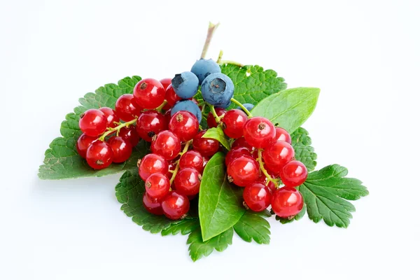 yaban mersini ve beyaz arka plan üzerinde izole kuş üzümü