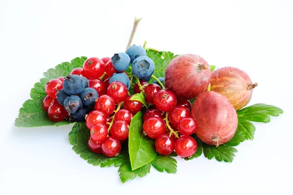 yaban mersini, kuş üzümü ve bektaşi