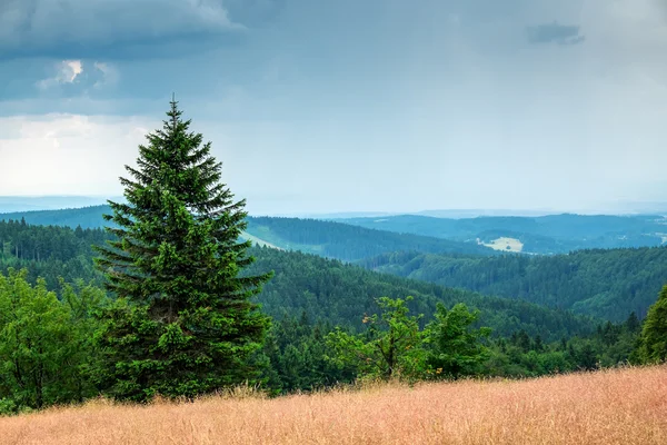 Orlicke bergen in de zomer Stockfoto