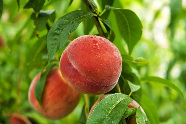 Färsk persika på en gren — Stockfoto