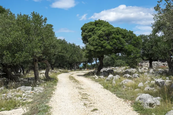 Ελαιώνας Εικόνα Αρχείου