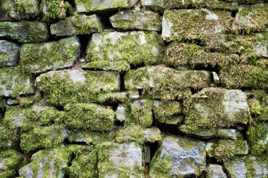 Yosun ve yosunlarla kaplanmış eski taş duvar.