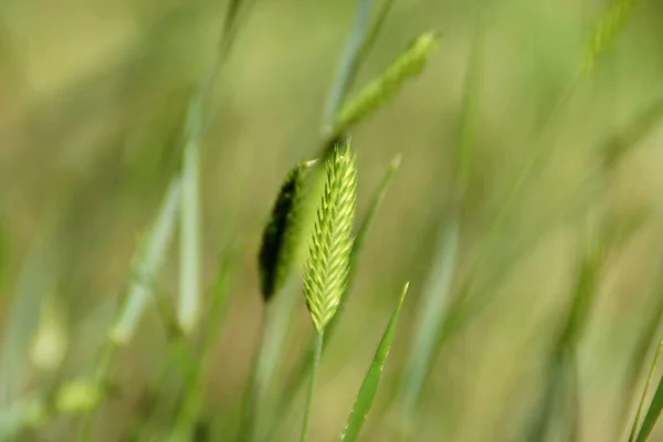 Luminoso verde allegro fresca primavera erba sfondo — Foto Stock