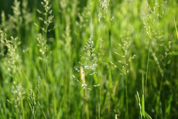 Brillante verde alegre fresco primavera hierba fondo — Foto de Stock