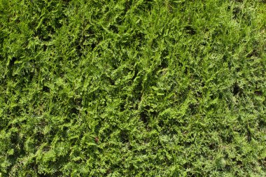 Yeşil bush artalanları