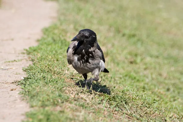 Raven yürüyüş