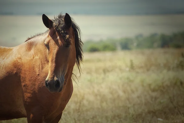 Le cheval — Photo