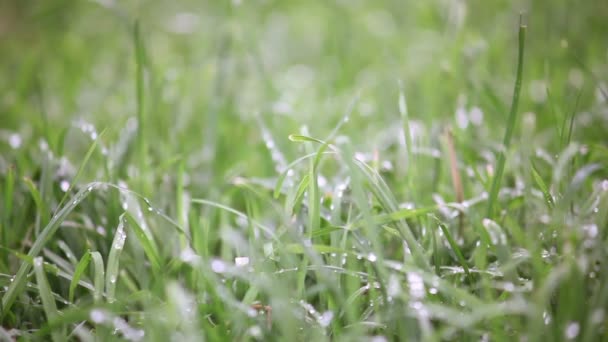 Herbe brillante 