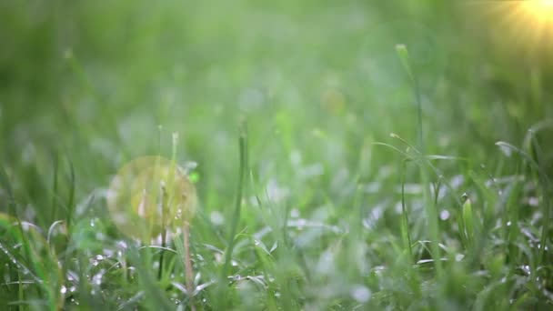 Herbe brillante 