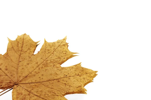 Hoja de otoño de arce — Foto de Stock