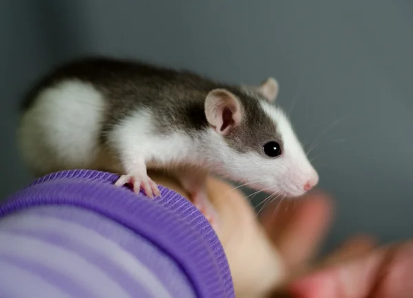 Rat on a hand — Stock Photo, Image