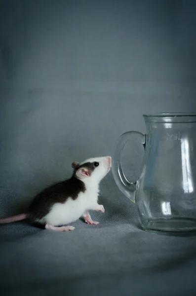 Rat next to the pitcher — Stock Photo, Image