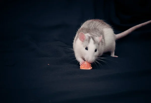 mandarin bir parça yemek sıçan