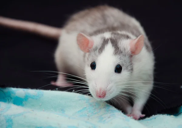 siyah zemin yerli sıçan