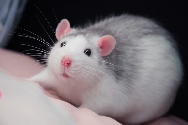 Domestic rat on a black background — Stock Photo, Image